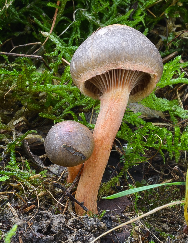 sliziak lepkavý Chroogomphus rutilus (Schaeff.) O.K. Mill.