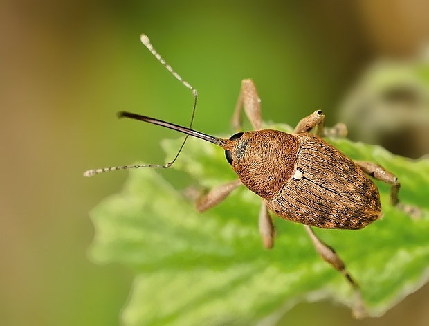 nosánik žaluďový Curculio glandium