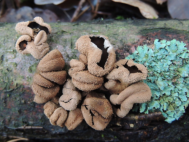 dutinovka otrubnatá Encoelia furfuracea (Roth) P. Karst.