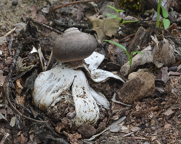 hviezdovka tmavá Geastrum coronatum Pers.