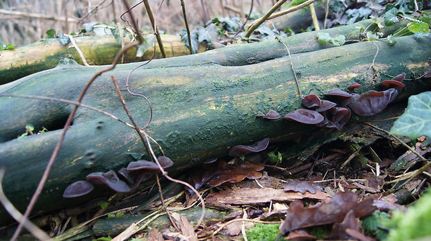 uchovec bazový Auricularia auricula-judae (Bull.) Quél.