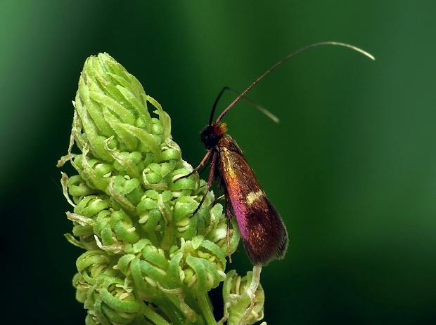 adéla červenohlavá (sk) / adéla(cz) Cauchas rufimitrella Scopoli, 1763