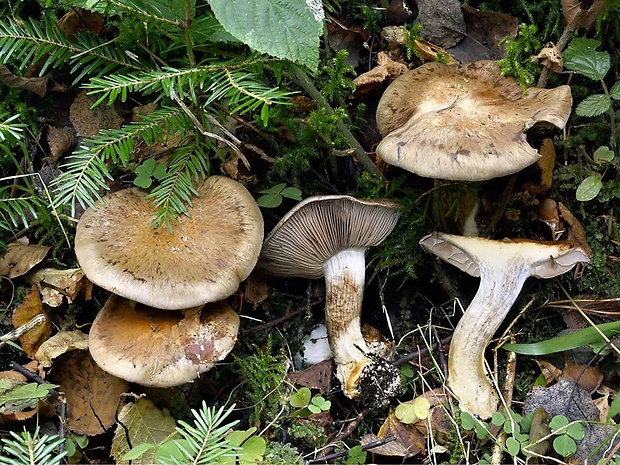 pavučinovec premenlivý olivový Cortinarius glaucopus var. olivaceus (M.M. Moser) Quadr.