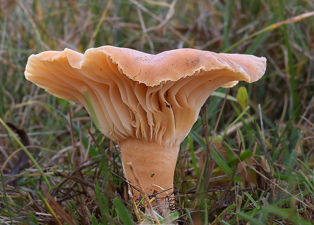 lúčnica statná Cuphophyllus pratensis (Fr.) Bon