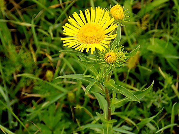 oman britský Inula britannica L.