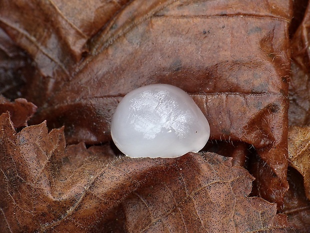 rôsolovka ? Tremella sp.