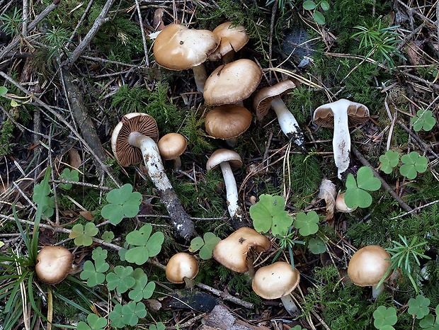 pavučinovec ostrolupeňový Cortinarius aciegemmascens Rob. Henry