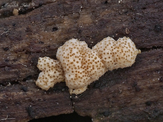 ponorenec Hypocrea sp.