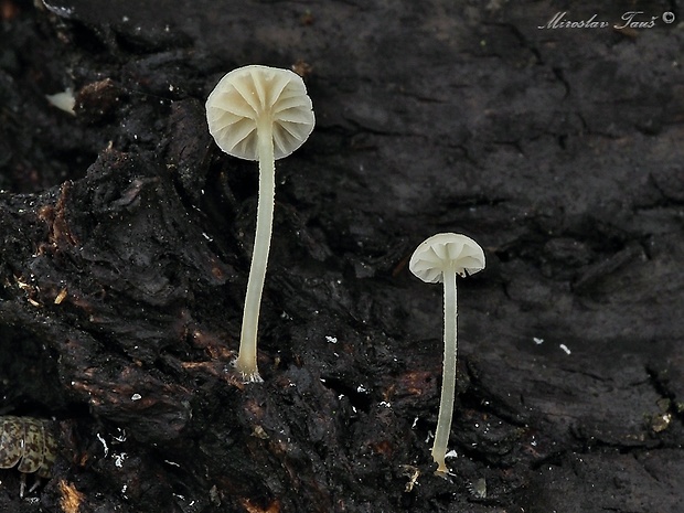 prilbička Mycena sp.