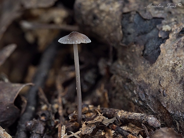 prilbička Mycena sp.