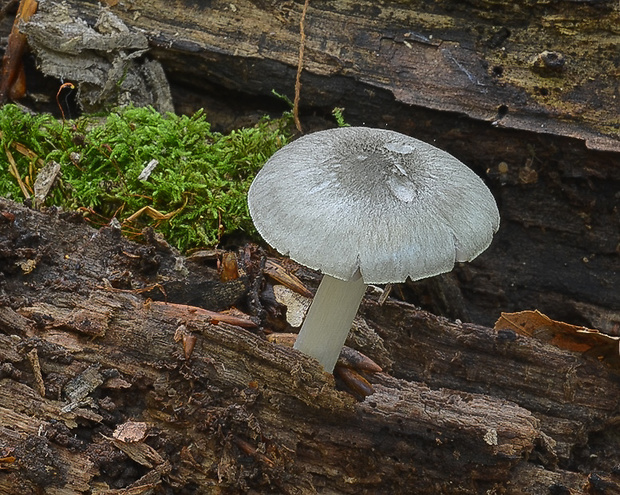 štítovka vŕbová Pluteus salicinus (Pers.) P. Kumm.