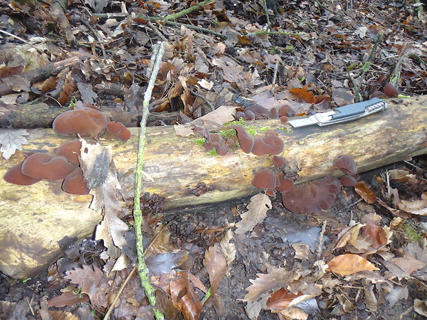 uchovec bazový Auricularia auricula-judae (Bull.) Quél.