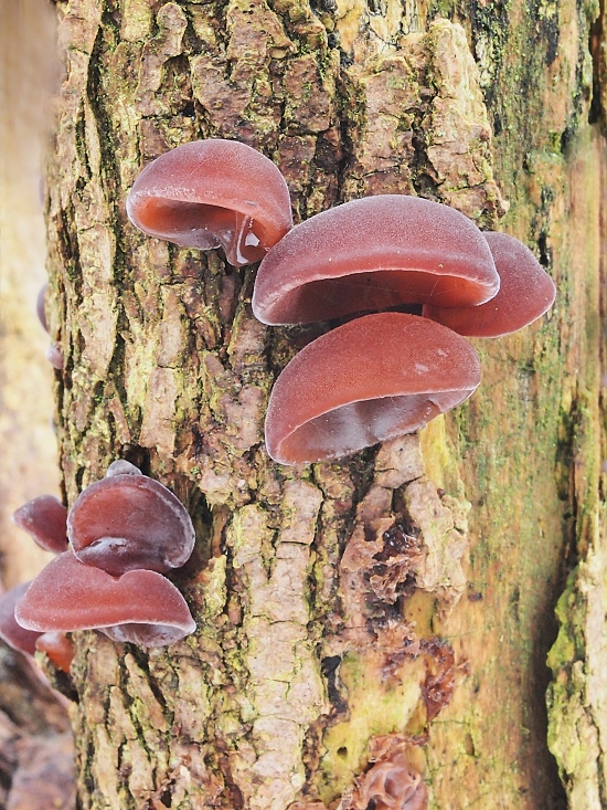 uchovec bazový Auricularia auricula-judae (Bull.) Quél.