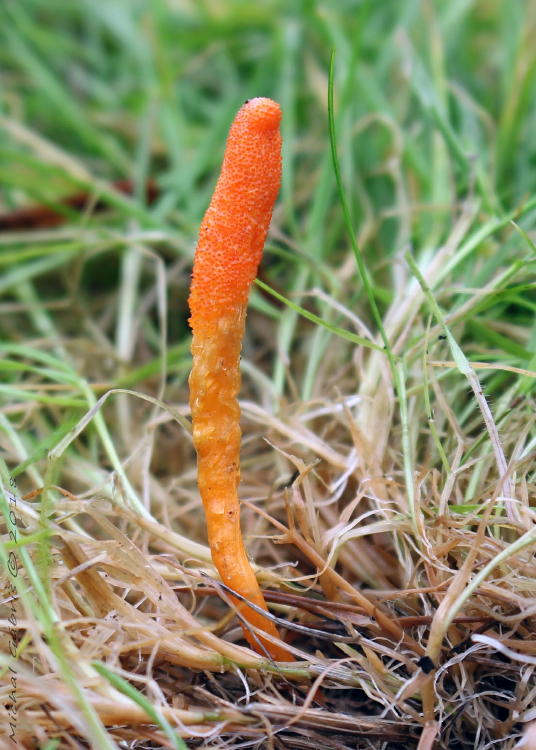 žezlovka hmyzová Cordyceps militaris (Fr.) Link