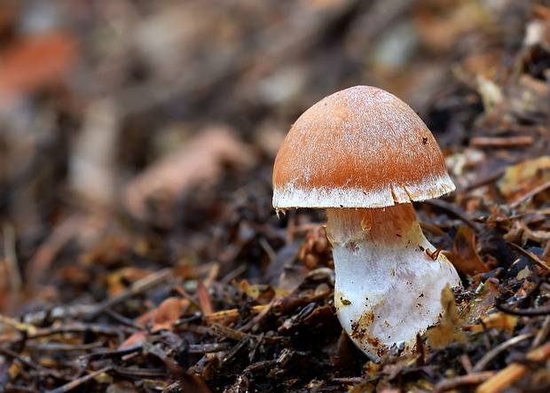 pavučinovec Cortinarius sp.