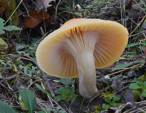 lúčnica statná Cuphophyllus pratensis (Fr.) Bon