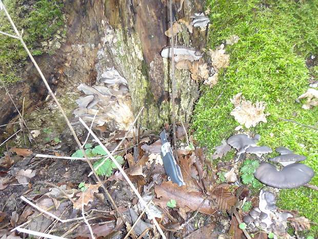 hliva ustricovitá Pleurotus ostreatus (Jacq.) P. Kumm.