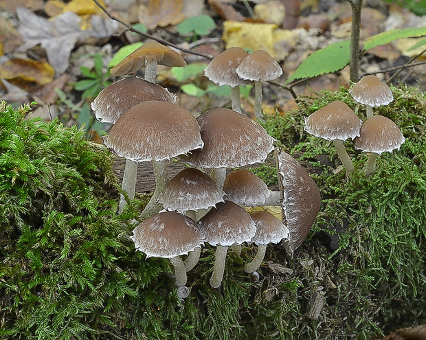 drobuľka Psathyrella sp.