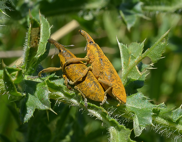 dlhánik  Lixus pulverulentus