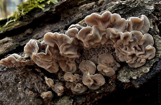 uchovka pásikavá Auricularia mesenterica (Dicks.) Pers.