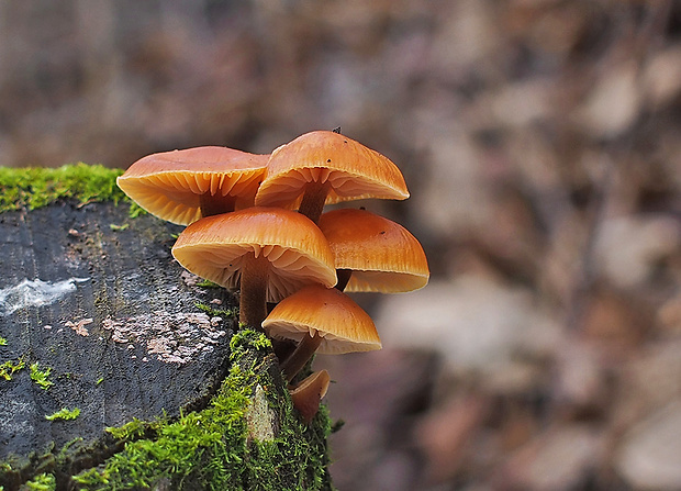 plamienka Flammulina sp.