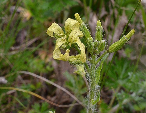 večernica smutná Hesperis tristis L.