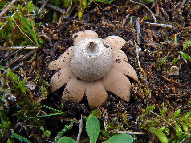 hviezdovka bradavičnatá Geastrum corollinum (Batsch) Hollós