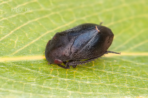 cikádka Penthimia nigra