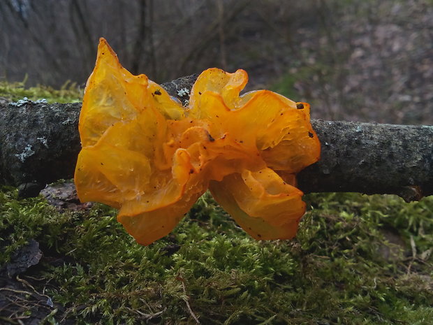 rôsolovka zlatožltá Tremella mesenterica Retz.