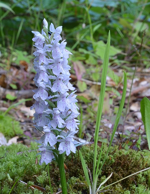 vstavačovec fuchsov pravý Dactylorhiza fuchsii subsp. fuchsii (Druce) Soó