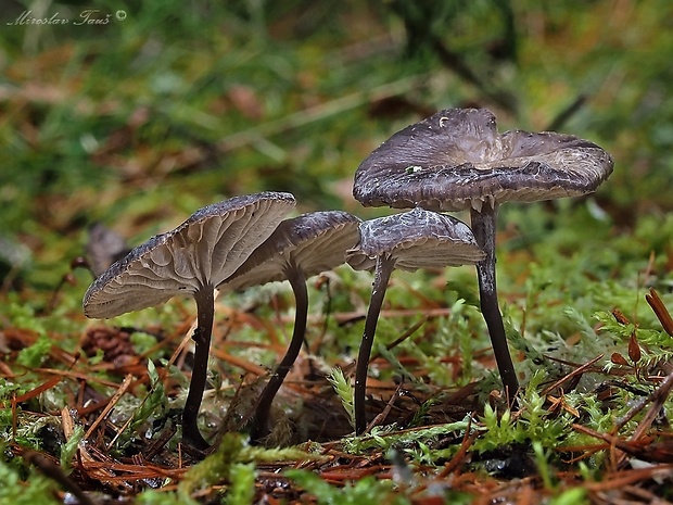 fajodka Gamundia sp.