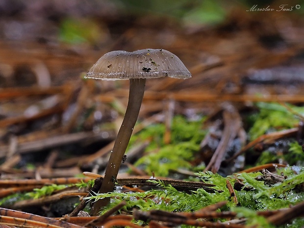 fajodka  Gamundia sp.