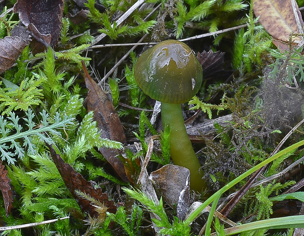 lúčnica žltozelená Gliophorus psittacinus (Schaeff.) Herink