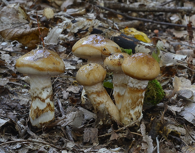 šťavnačka Persoonova Hygrophorus persoonii Arnolds