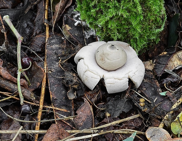 hviezdovka fľaškovitá Geastrum lageniforme Vittad.