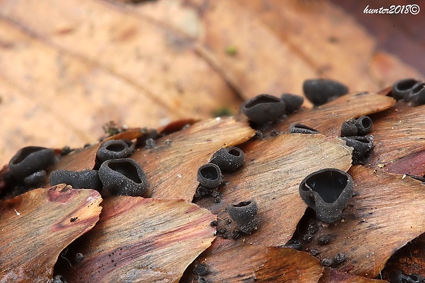 jahňadka smreková Rutstroemia bulgarioides (P. Karst.) P. Karst.