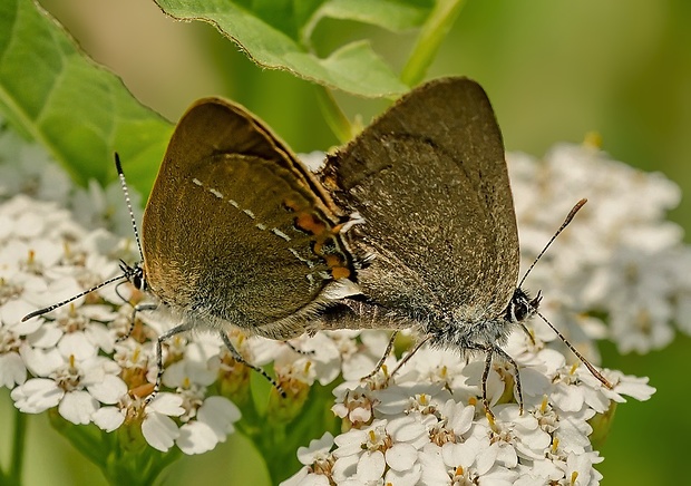 ostrôžkár malý Satyrium acaciae kopulácia