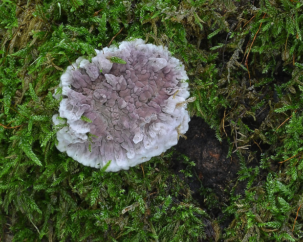 pevníkovec purpurový Chondrostereum purpureum (Pers.) Pouzar