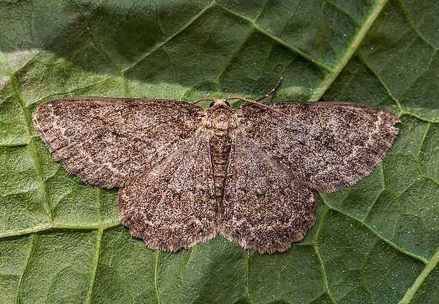 kôrovka orlíčková Ectropis crepuscularia