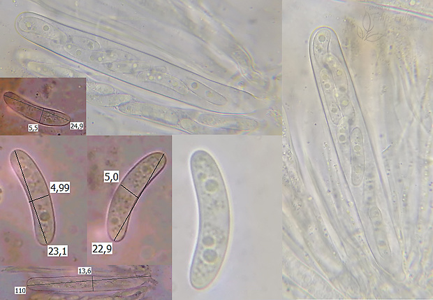 zúbkovka Propolis rubella Fuckel