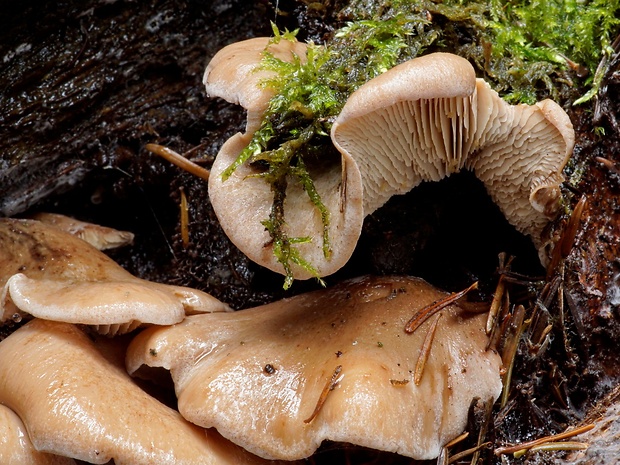 húževnatček vlčí Lentinellus vulpinus (Sowerby) Kühner & Maire