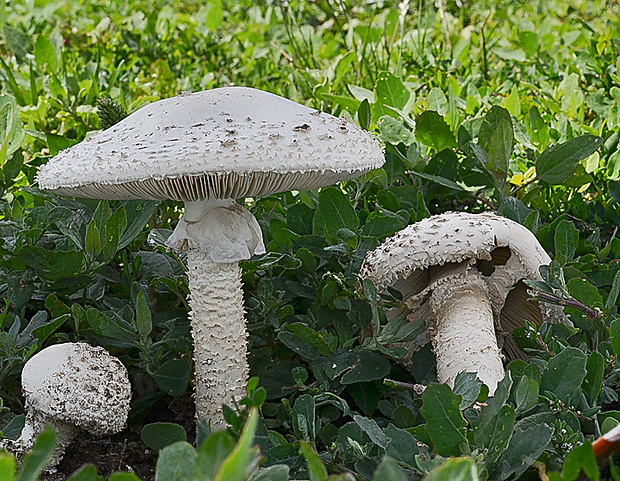 muchotrávka Vittadiniho Amanita vittadinii (Moretti) Vittad.