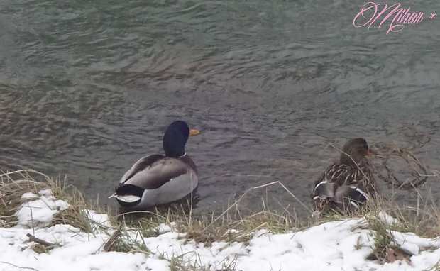 kačica divá  Anas platyrhynchos