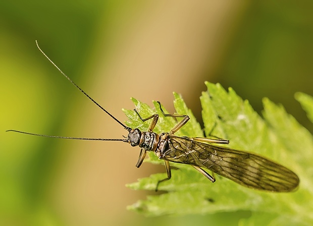 pošvátka Brachyptera risi cf.