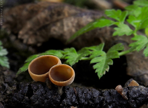 jahňadka Ciboria sp.