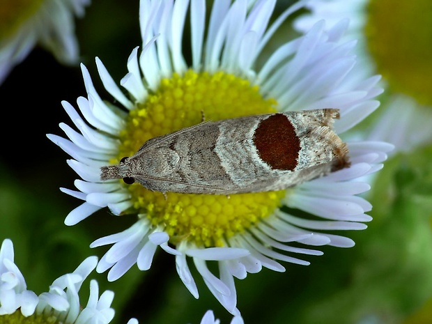 obaľovač Uddmannov (sk) / obaleč ostružníkový (cz) Notocelia uddmanniana Linnaeus, 1758