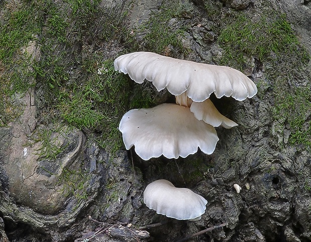 hliva lievikovitá Pleurotus cornucopiae (Paulet) Rolland