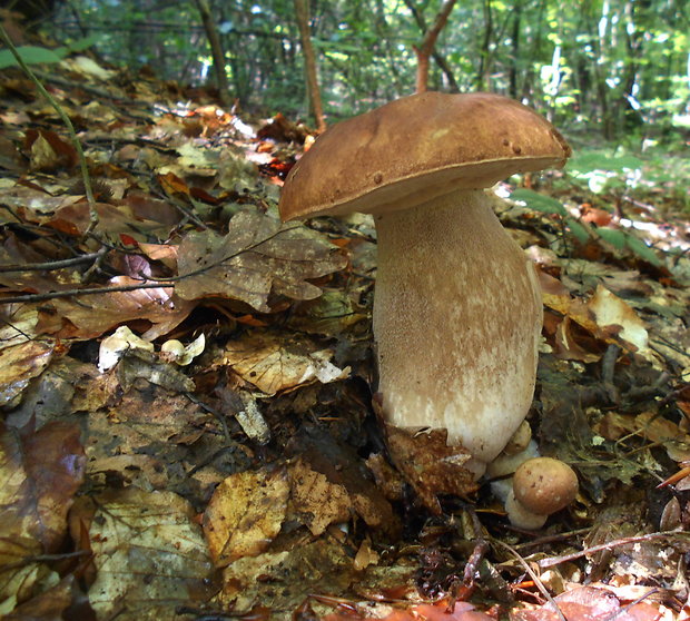 hríb dubový Boletus reticulatus Schaeff.