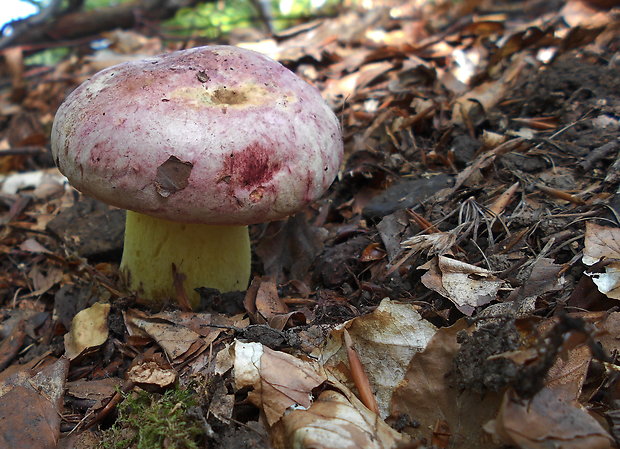 hríb kráľovský Butyriboletus regius (Krombh.) D. Arora & J.L. Frank