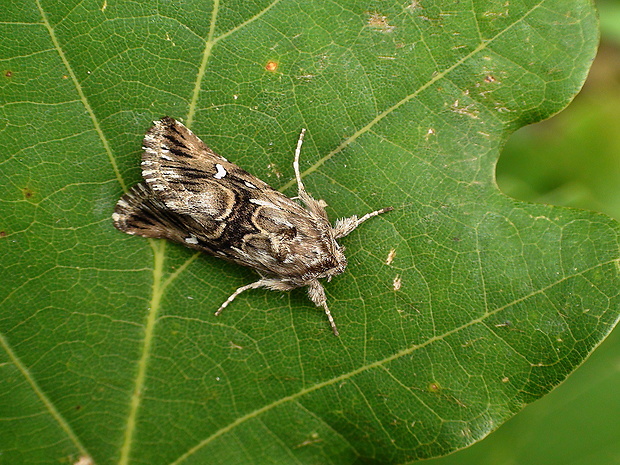 mora pyšteková Calophasia lunula Hufnagel, 1766